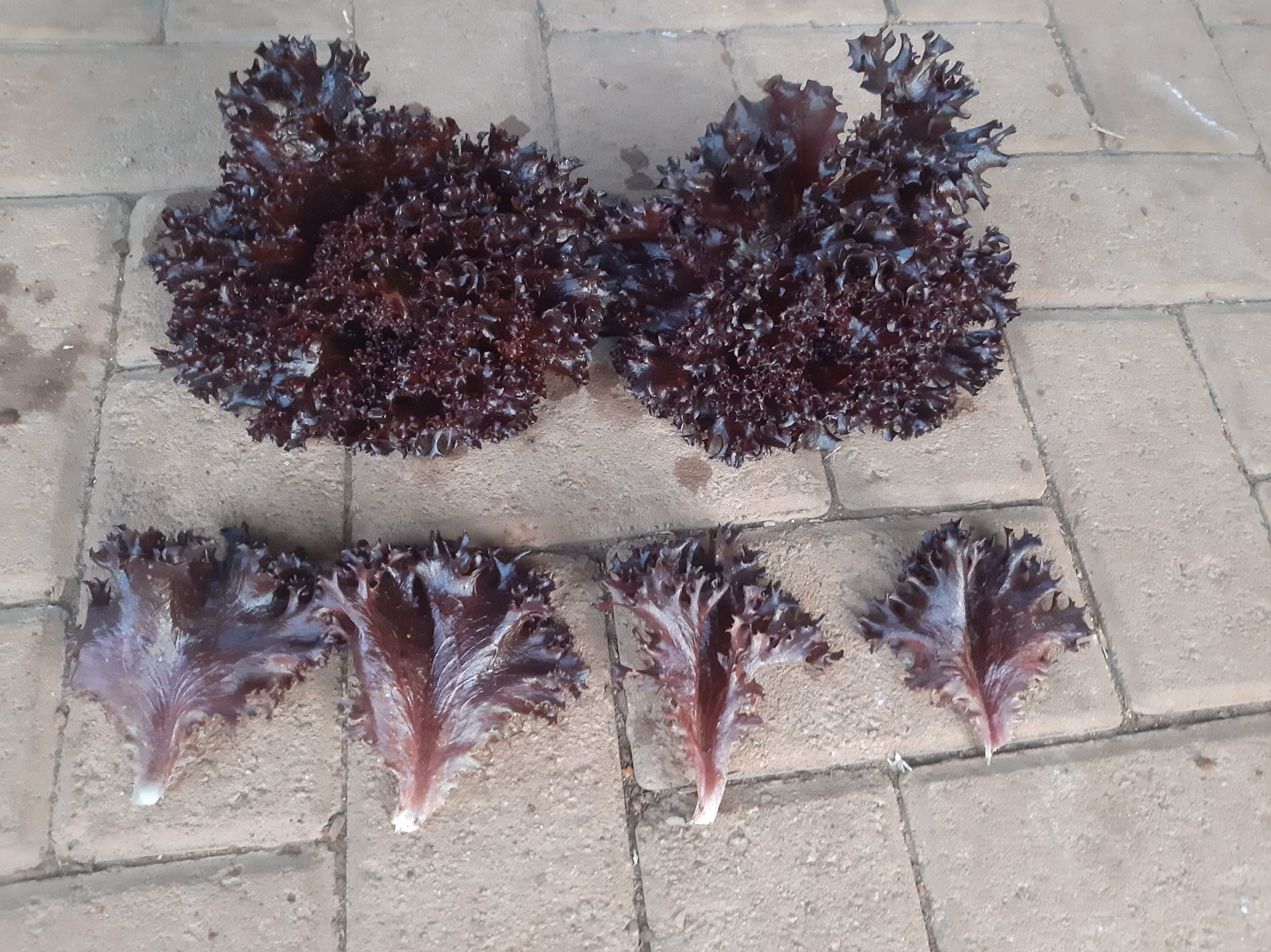 Ruby Glace 1 Ruby Glace 1