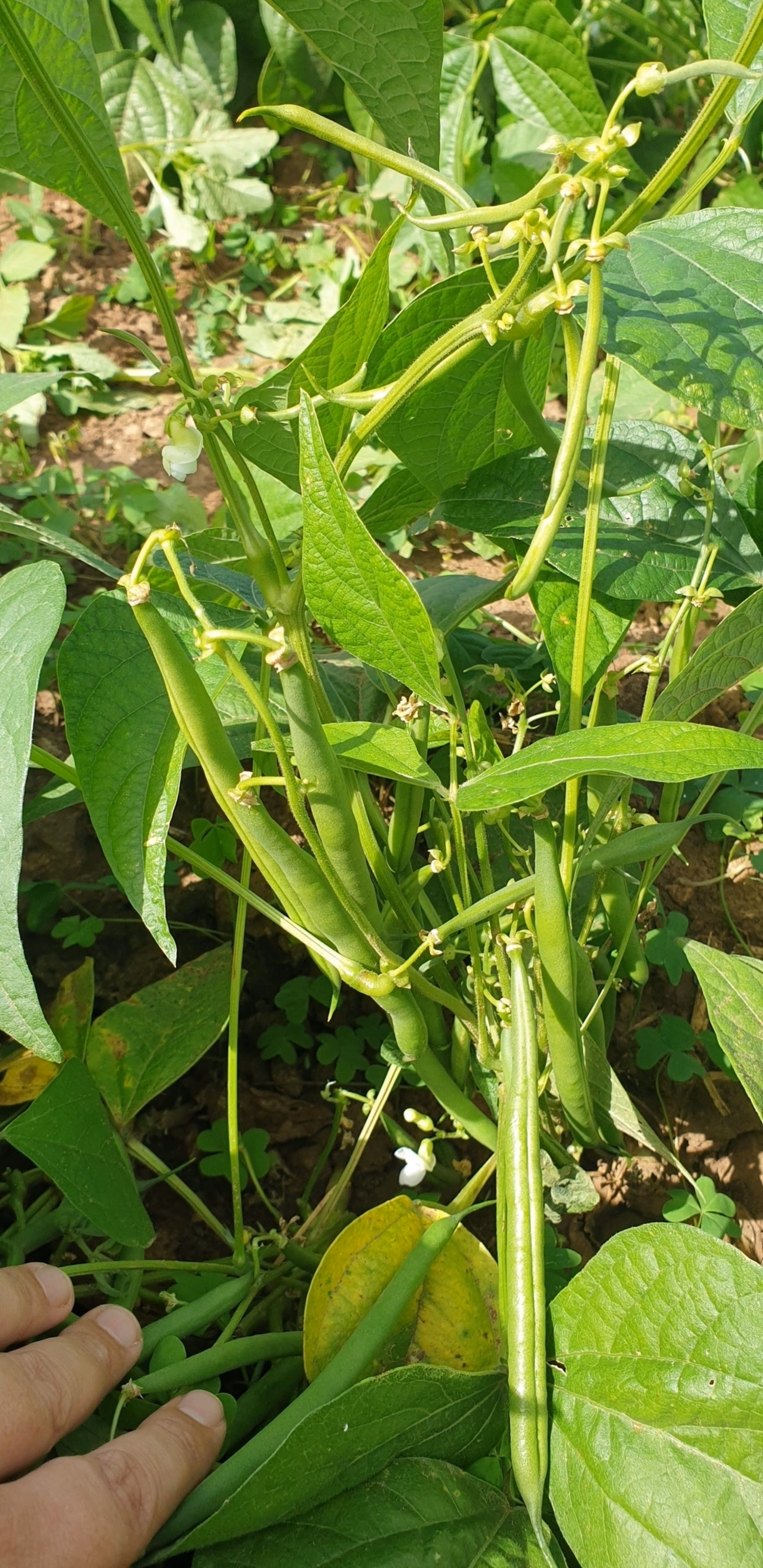 STAR2007 Bean1 STAR2007 Bean1