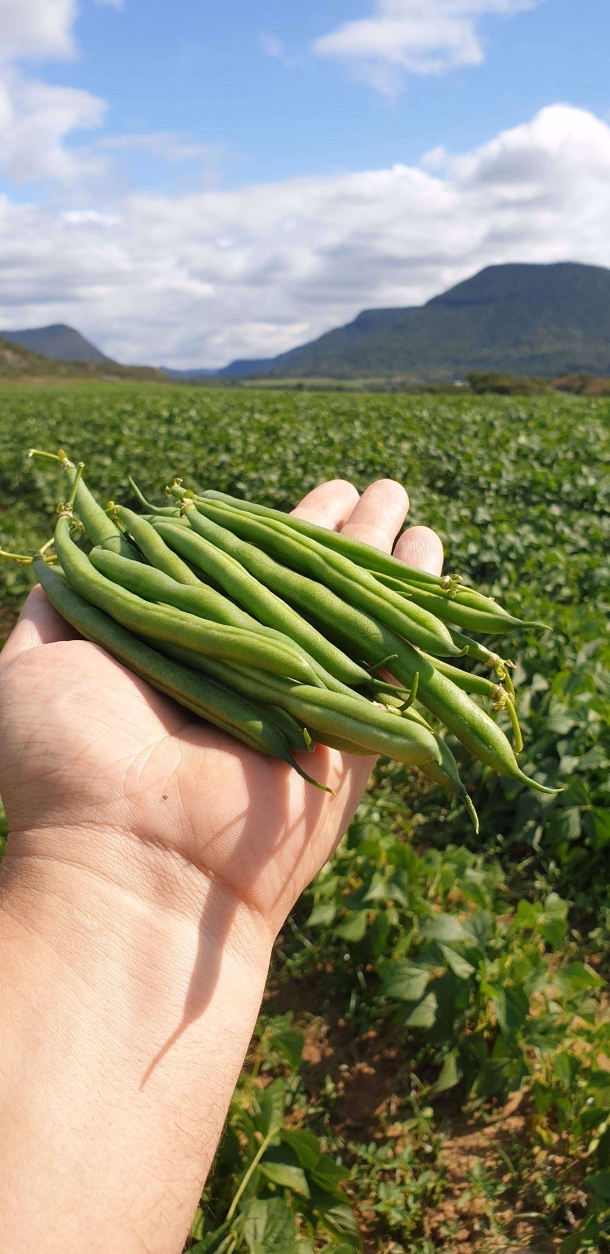 STAR2007 Bean STAR2007 Bean