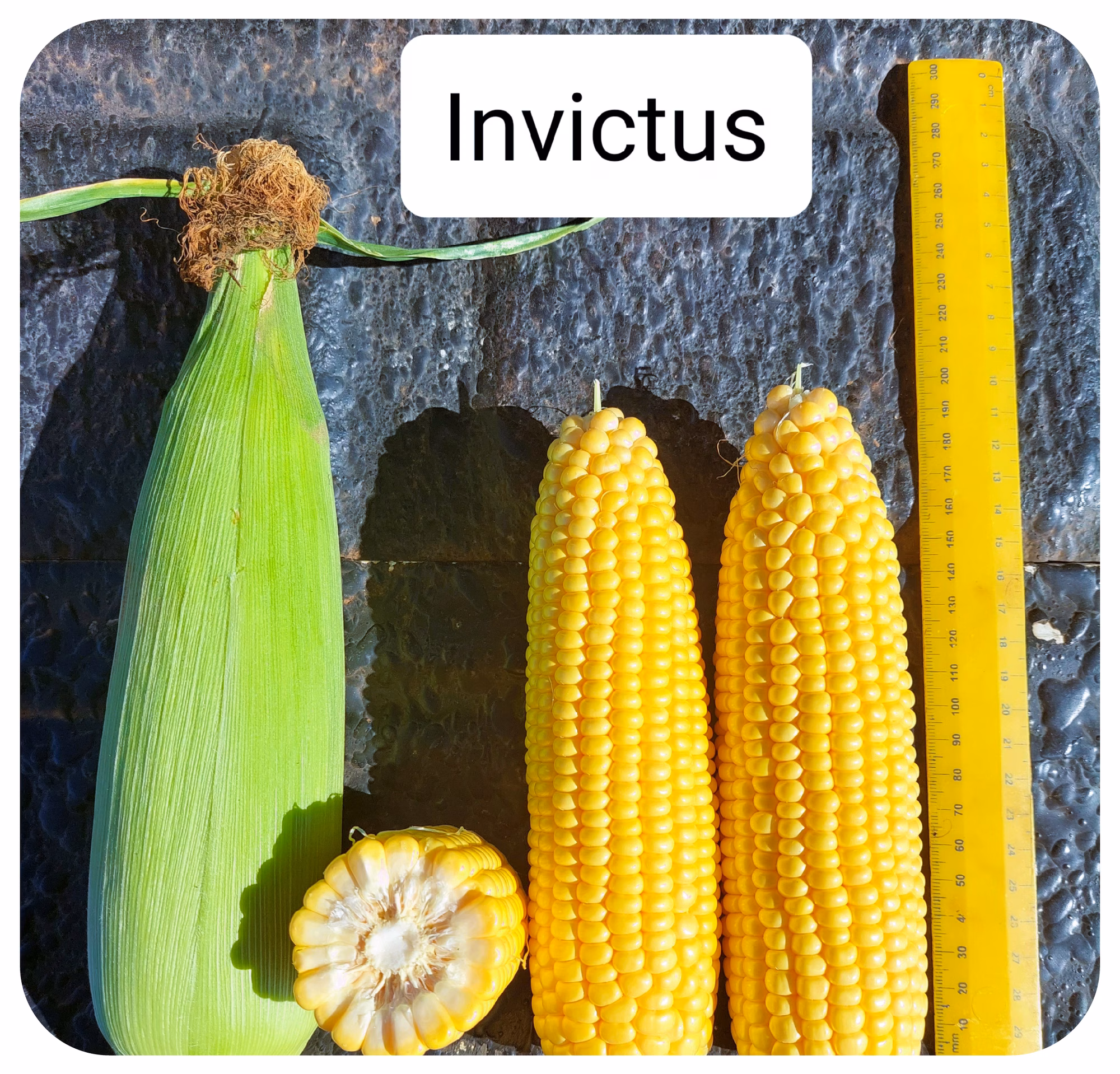 Web Images 01 Web Images 01