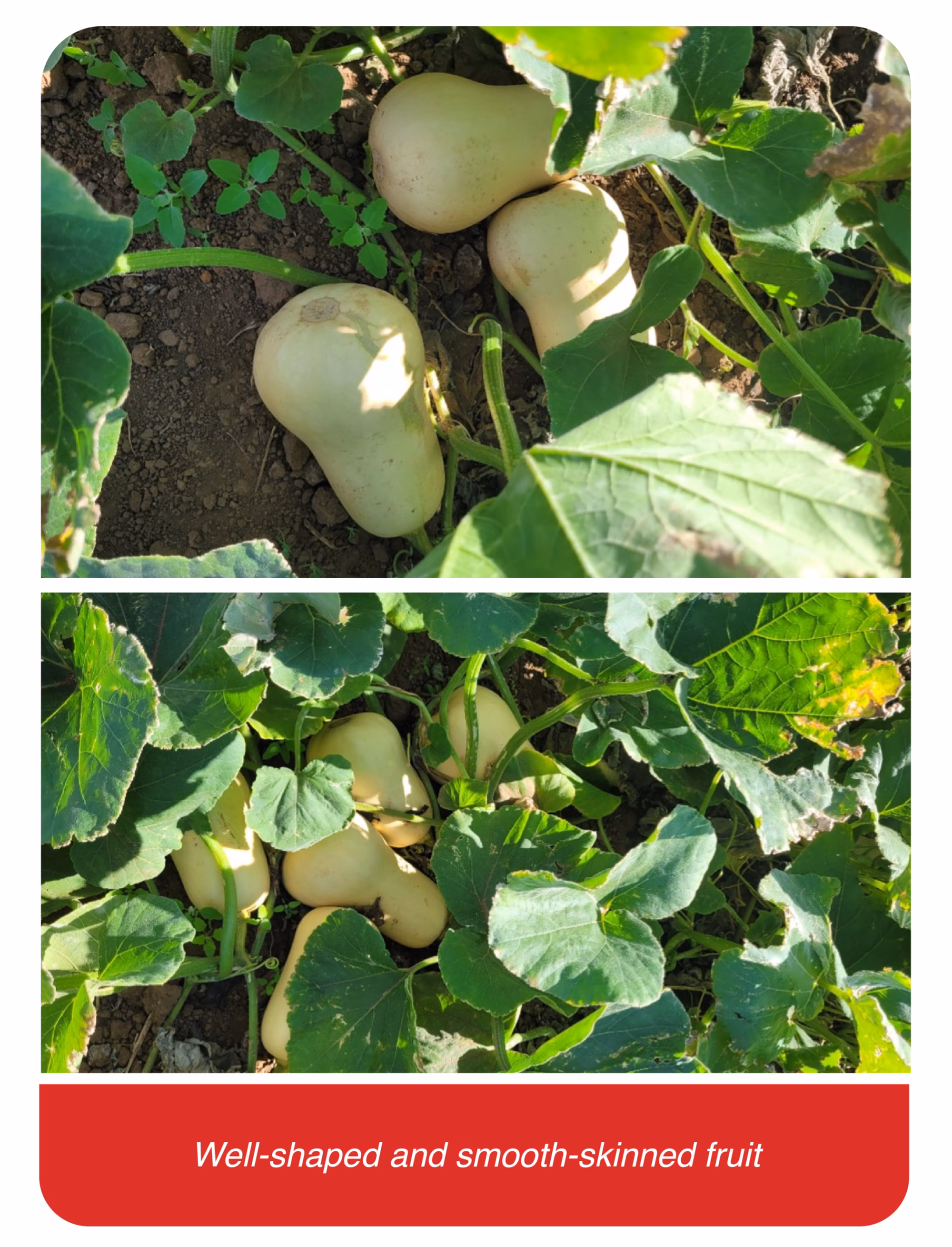 Web Images 01 Web Images 01