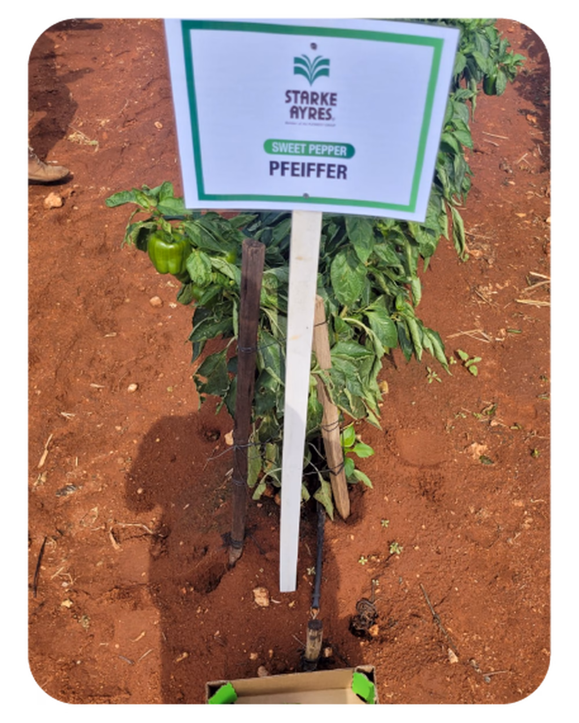 Web post 04 Web post 04