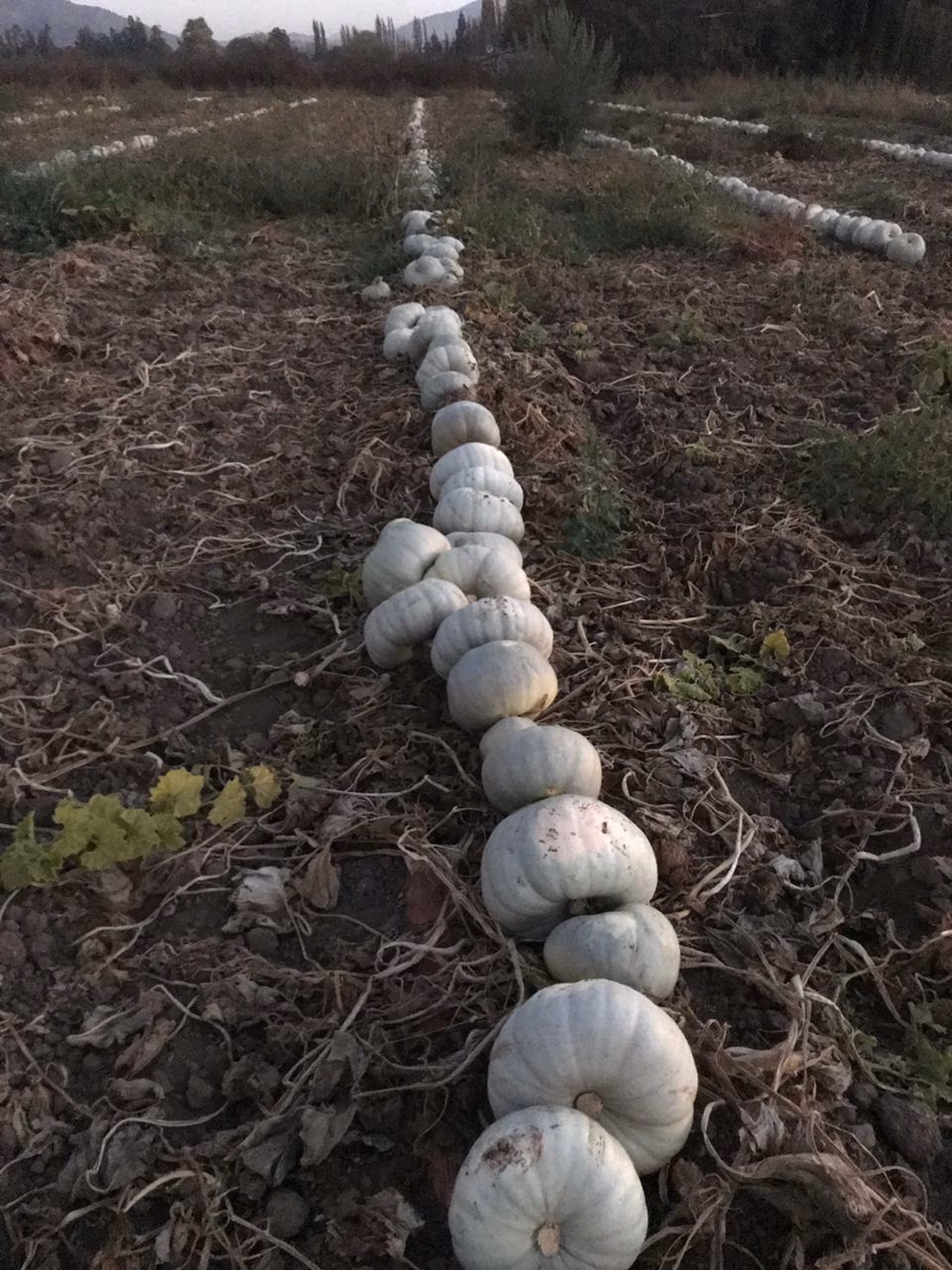 Whats App Image 2019 04 30 at 20 37 03 Whats App Image 2019 04 30 at 20 37 03