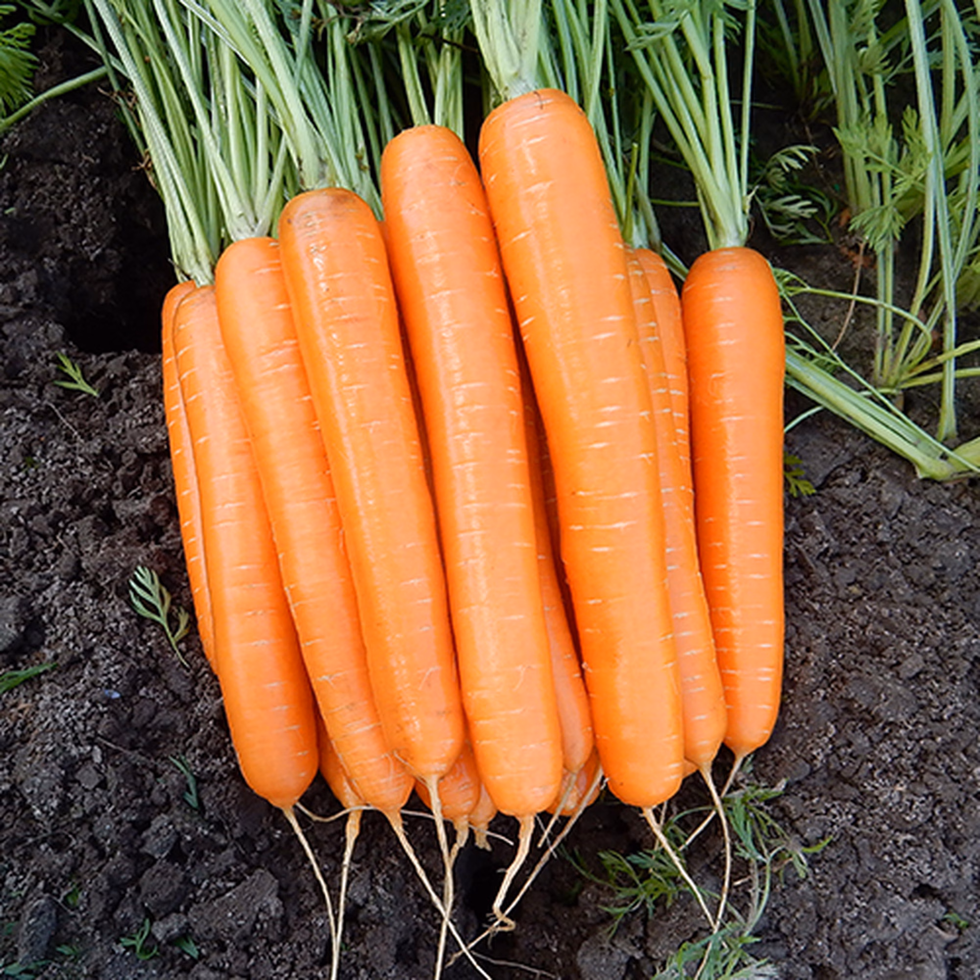 Allyance 2 Allyance 2