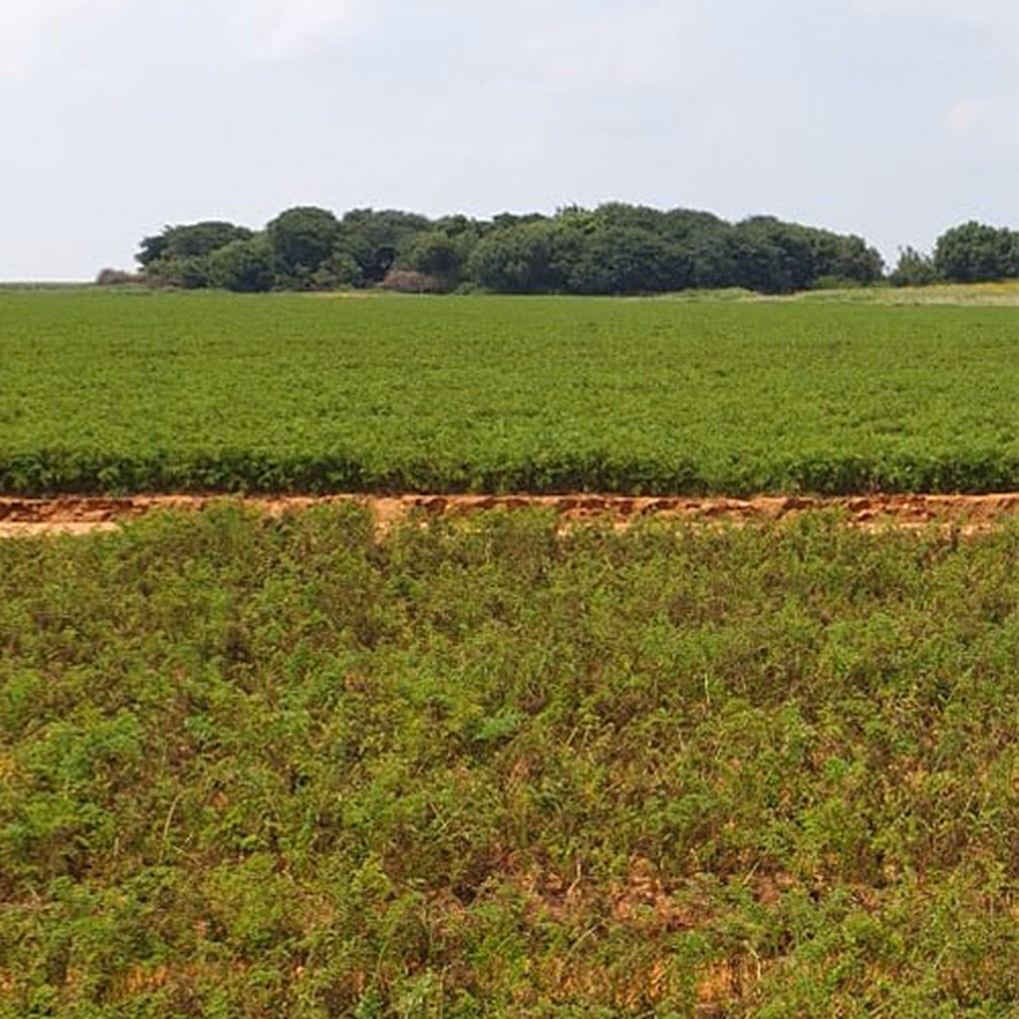 Allyance 3 Allyance 3